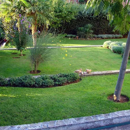 Mini Albizia