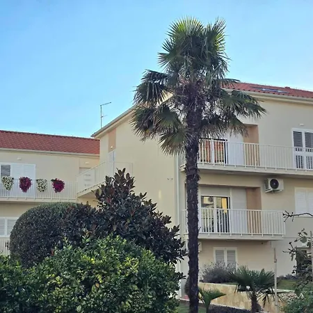 Mini Albizia * 扎达尔