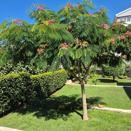 Mini Albizia Lägenhet *