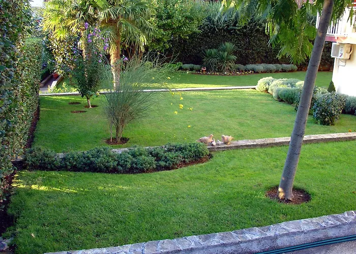 Mini Albizia